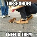 Animal Memes - i need them