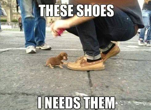 Animal Memes - i need them