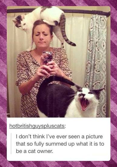 Animal Memes: being a cat owner