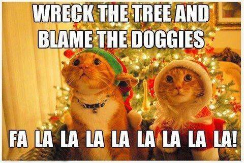 Animal Memes: blame the doggies