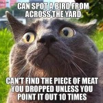 Animals Memes: can spot a bird