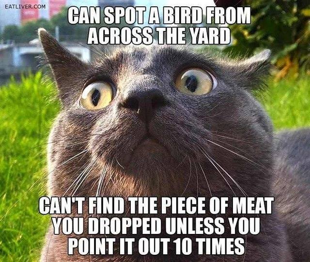 Animals Memes: can spot a bird