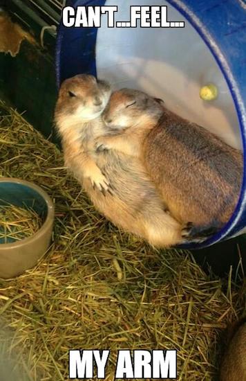 Animals Memes: cant feel my arm