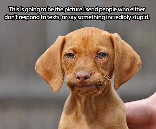 Dog Memes - disapproving doggie
