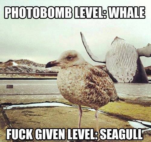 Funny Animal Memes - photobomb level