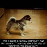 Funny Animal Memes - pomsky