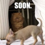 Funny Animal Memes - soon enough