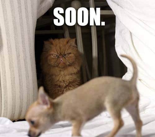 Funny Animal Memes - soon enough