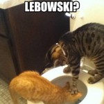 Funny Animal Memes - wheres the money