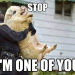 Funny Animals Memes - im one of you