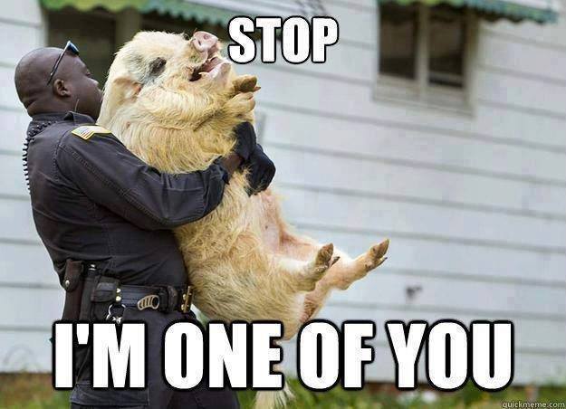 Funny Animals Memes - im one of you