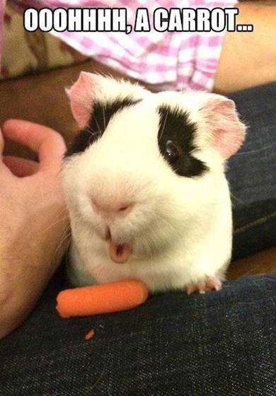 Funny Animals Memes - is that a carrot