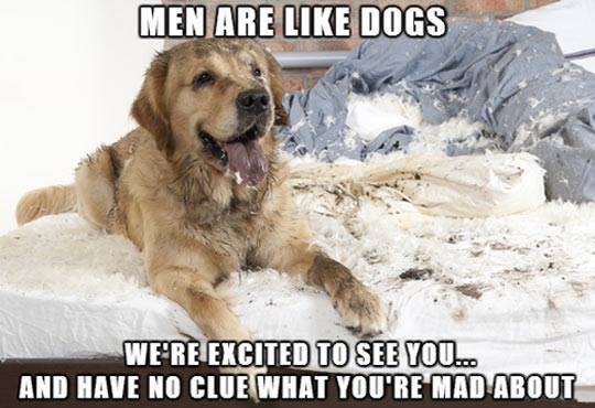 Funny Animals Memes - men are like dogs