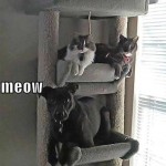 Funny Animals Memes - meow meow