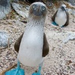 Funny Animals Memes - my eyes are up here