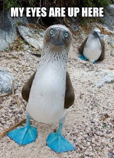 Funny Animals Memes - my eyes are up here
