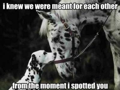 Funny Memes - meant for each other