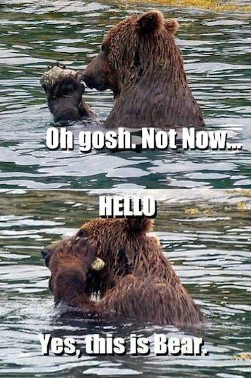 Funny Memes - yes this is bear