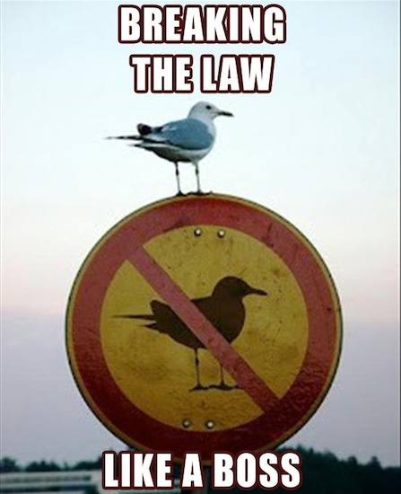 Funny Memes: breaking the law