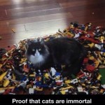 Funny Memes: cats are immortal