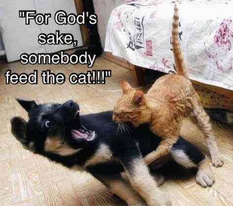 Animal Memes - feed the cat