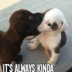 Animal Memes - first kiss