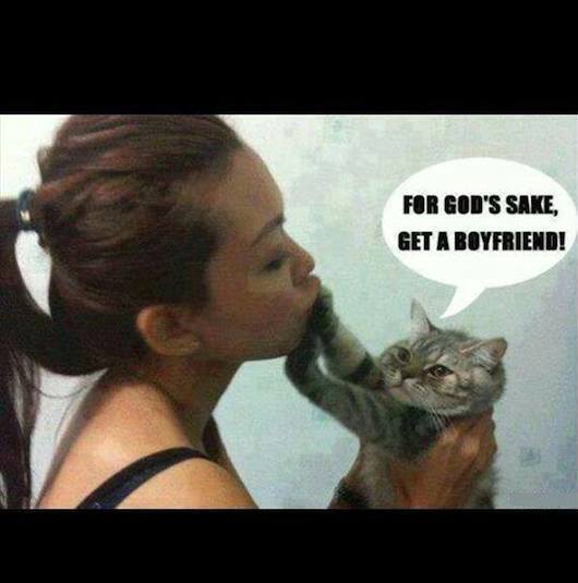 Animal Memes - get a boyfriend