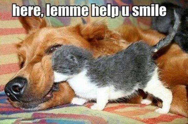 Animal Memes - Help you smile | Funny Memes