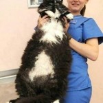 Animal Memes - i am infinite