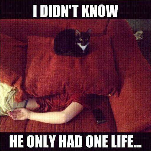 Animal Memes - i didnt know
