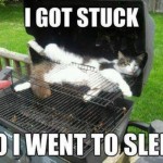Animal Memes - i got stuck