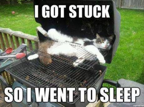 Animal Memes - i got stuck