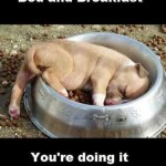 Animal Memes: bed and breakfast