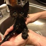 Animal Memes: betrayed my trust
