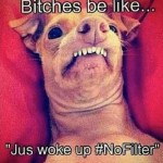 Animal Memes: bitches be like