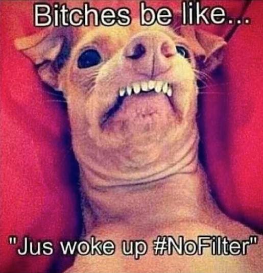 Animal Memes: bitches be like