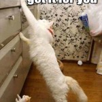 Funny Animal Memes - let daddy