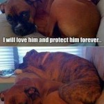Funny Animal Memes - my little baby