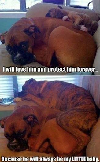 Funny Animal Memes - my little baby