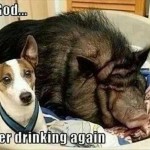 Funny Animal Memes - never drinking again