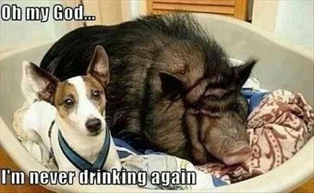 Funny Animal Memes - never drinking again