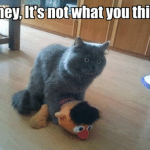 Funny Animal Memes - not what you think