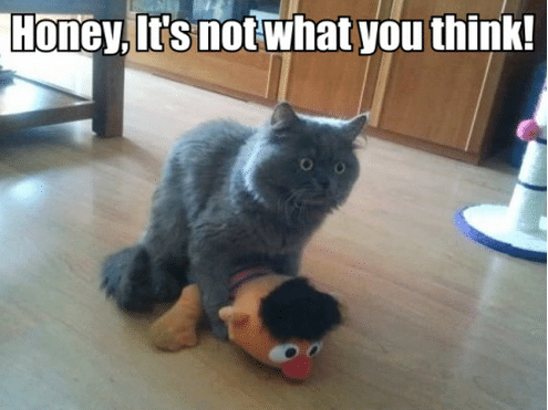 Funny Animal Memes - not what you think