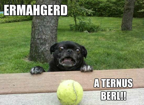 Funny Animal Memes - ternus berl