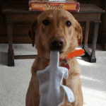 Funny Animal Memes - took his bone