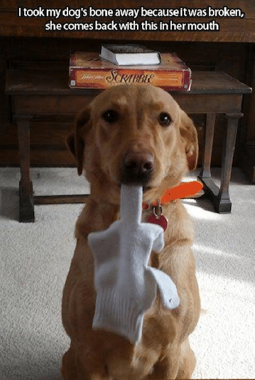 Funny Animal Memes - took his bone