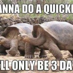 Funny Animal Memes - wanna do a quickee