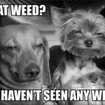Funny Animal Memes - what weed