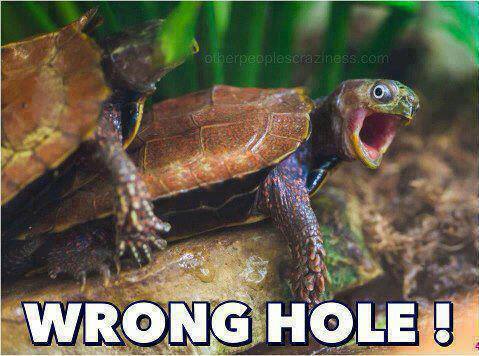 Funny Animal Memes - wrong hole