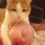 Funny Animal Memes - you may leave now